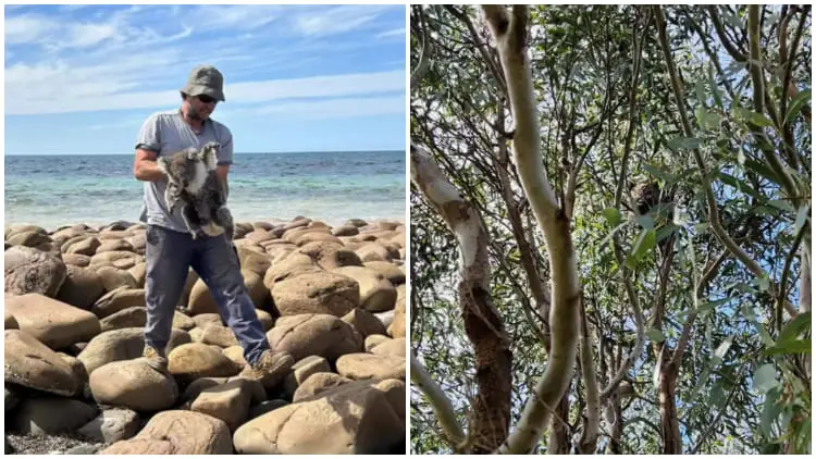 Couple Rescues Lost Fluffy Animal at Sea and Realizes Surprisingly They're Saving Two Lives Not Just One