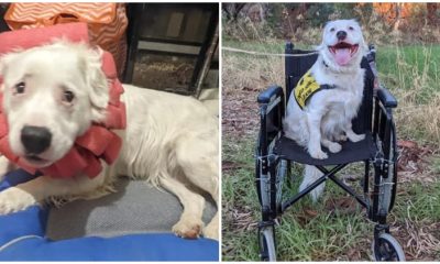 Courageous Dog Overcomes Hardship to Bring Comfort and Care to Fellow Animals