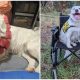 Courageous Dog Overcomes Hardship to Bring Comfort and Care to Fellow Animals