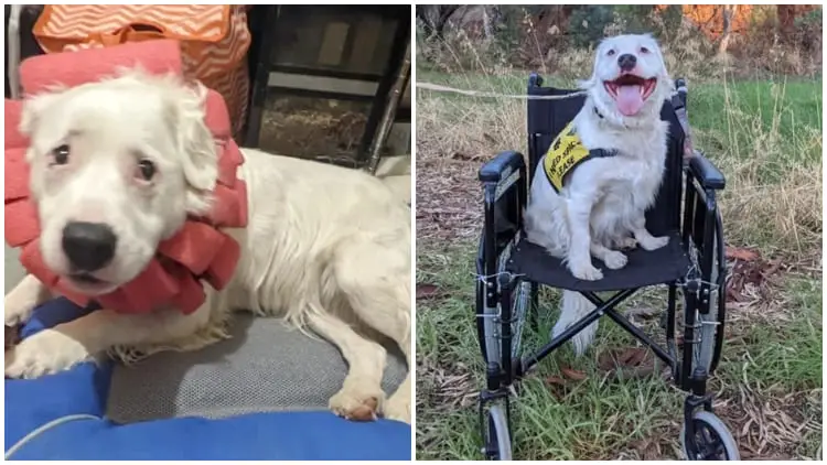 Courageous Dog Overcomes Hardship to Bring Comfort and Care to Fellow Animals