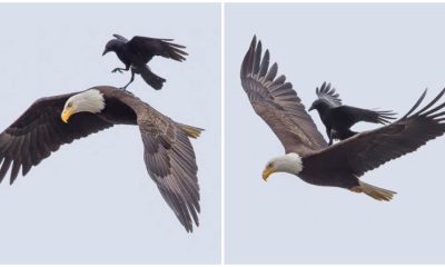 Crafty Crow Spotted Catching a Lift on the Back of a Soaring Bald Eagle