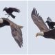 Crafty Crow Spotted Catching a Lift on the Back of a Soaring Bald Eagle