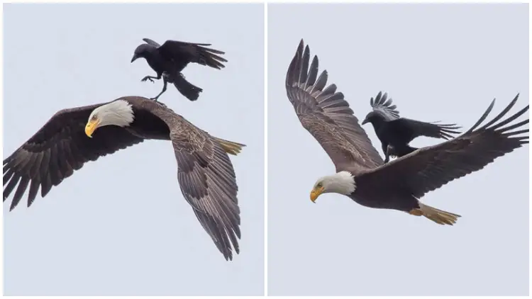 Crafty Crow Spotted Catching a Lift on the Back of a Soaring Bald Eagle