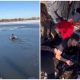 Crowd People Hurries to Help Man Who Plunged into Icy Lake to Rescue Distressed Dog