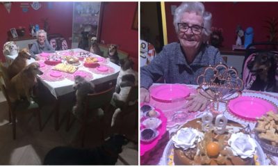 Cute Dogs Celebrate Grandma's 89th Birthday with an Adorable Party