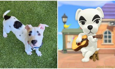 Cute Shelter Dog Resembles KK Slider from Animal Crossing Game