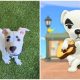 Cute Shelter Dog Resembles KK Slider from Animal Crossing Game