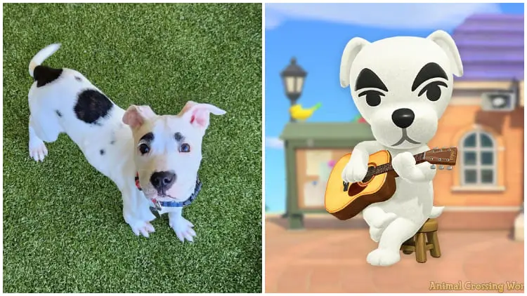 Cute Shelter Dog Resembles KK Slider from Animal Crossing Game