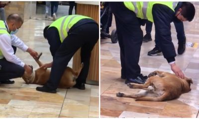 Defiant Dog Challenges Mall Security Guards and Gets Rewarded with Pets