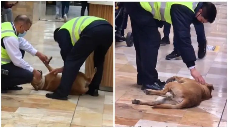 Defiant Dog Challenges Mall Security Guards and Gets Rewarded with Pets