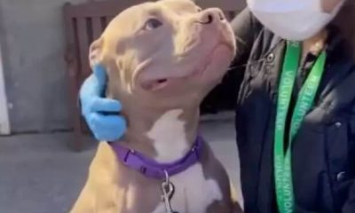 Despite Being Abandoned, a Friendly Pit Bull Remains Optimistic, Wishing to Find a Loving Owner