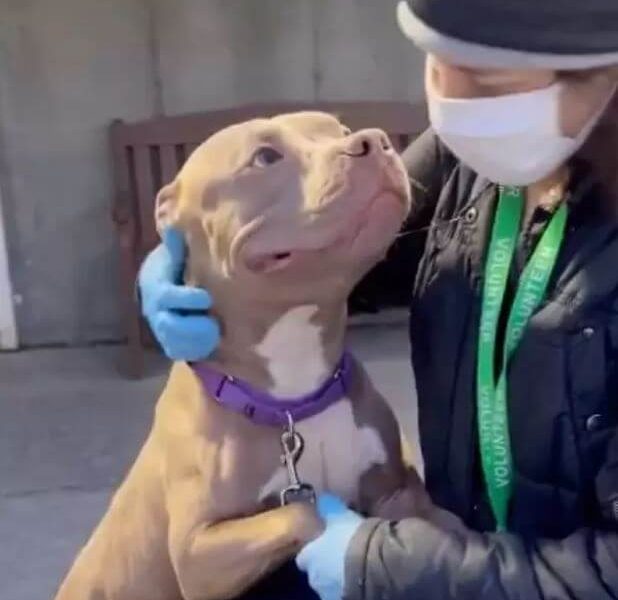 Despite Being Abandoned, a Friendly Pit Bull Remains Optimistic, Wishing to Find a Loving Owner