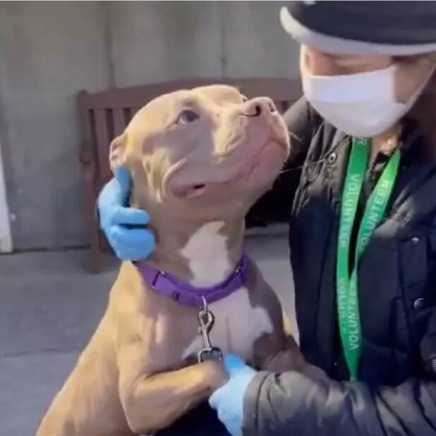 Despite Being Abandoned, a Friendly Pit Bull Remains Optimistic, Wishing to Find a Loving Owner