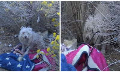 Despite Being Bitten by a Badly Injured Stray Poodle, The Rescuer Perseveres in Her Efforts to Save The Dog