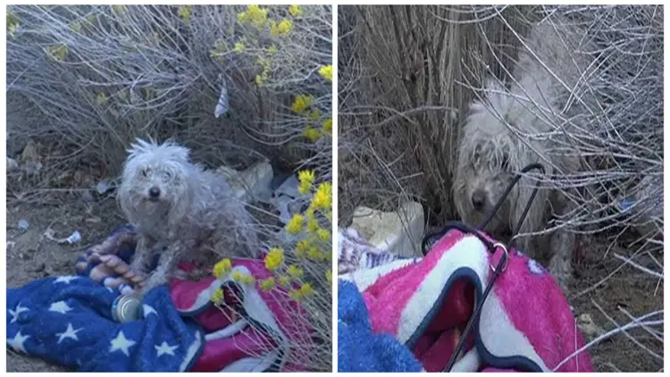 Despite Being Bitten by a Badly Injured Stray Poodle, The Rescuer Perseveres in Her Efforts to Save The Dog