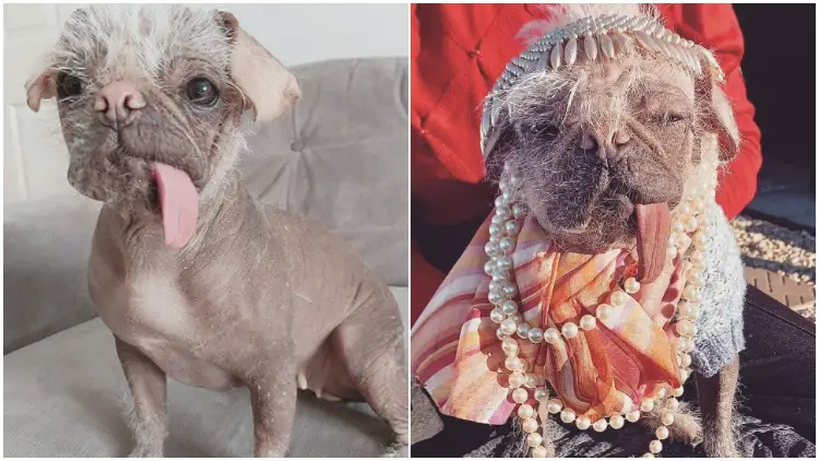 Despite Being Crowned as The "Uk's Most Unattractive Pooch," This Dog Is Undeniably Adorable