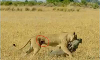 Despite Fighting Back Fiercely and Injuring the Lion's Stomach, the Warthog Met a Painful Death from the Lion King