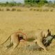 Despite Fighting Back Fiercely and Injuring the Lion's Stomach, the Warthog Met a Painful Death from the Lion King