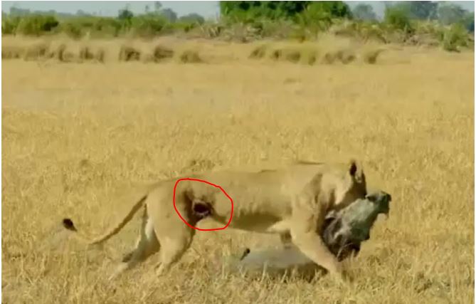 Despite Fighting Back Fiercely and Injuring the Lion's Stomach, the Warthog Met a Painful Death from the Lion King