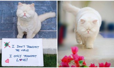 Despite Losing Her Sight, Courageous Persian Cat Has Not Lost Her Hope in The Beauty of Life