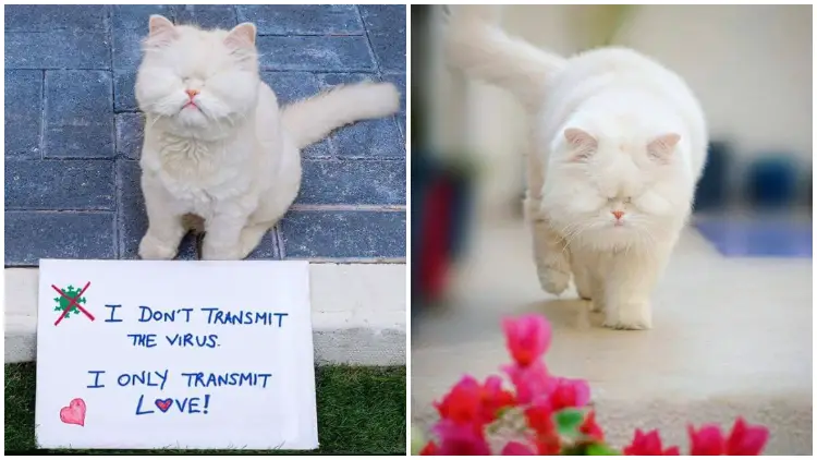 Despite Losing Her Sight, Courageous Persian Cat Has Not Lost Her Hope in The Beauty of Life