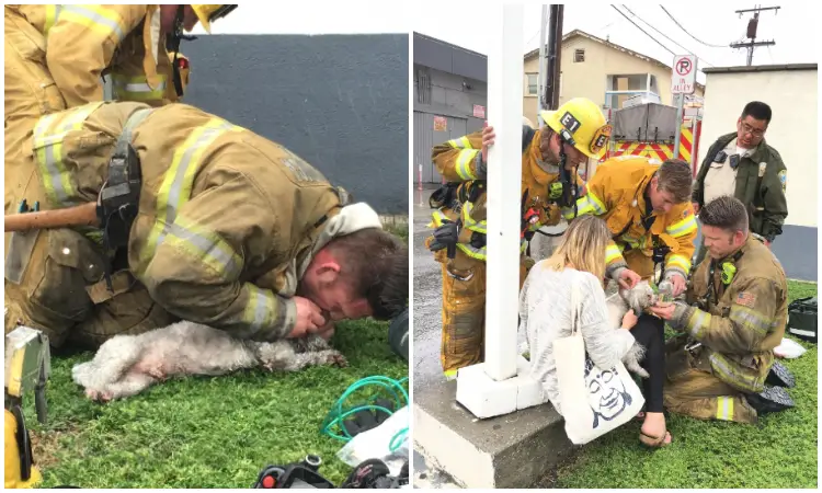 Determined Firefighter Rescues Puppy From Raging Fire
