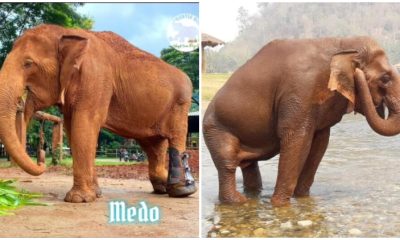 Disabled Elephant That Had Suffered from Abuse Was Able To Take Her First Steps After Receiving a Prosthetic Leg