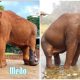 Disabled Elephant That Had Suffered from Abuse Was Able To Take Her First Steps After Receiving a Prosthetic Leg