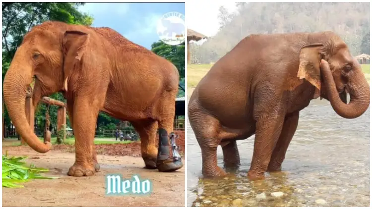 Disabled Elephant That Had Suffered from Abuse Was Able To Take Her First Steps After Receiving a Prosthetic Leg