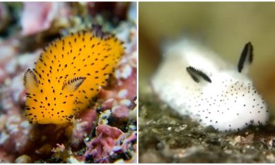 Discover The Lovable 'sea Bunnies', The Sea Creatures That Have Captured The Hearts of Japan