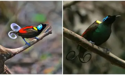 Discover the Captivating Beauty of Wilson's Bird of Paradise with The Spectacular Plumage