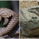 Discovering the Unknown- Fascinating Facts About 5 Remarkable Scaled Animals