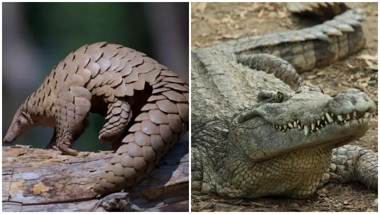 Discovering the Unknown- Fascinating Facts About 5 Remarkable Scaled Animals
