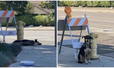 Dog Adamantly Stays At Construction Site, Where She Last Saw Her Family