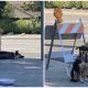 Dog Adamantly Stays At Construction Site, Where She Last Saw Her Family