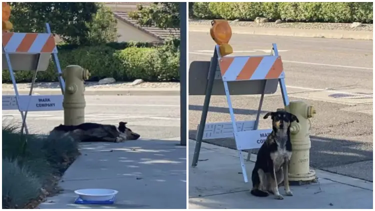 Dog Adamantly Stays At Construction Site, Where She Last Saw Her Family