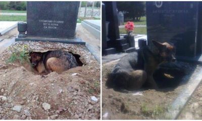 Dog Digging Large Hole Beneath Grave with The Reason Behind, Making The Internet Stunned