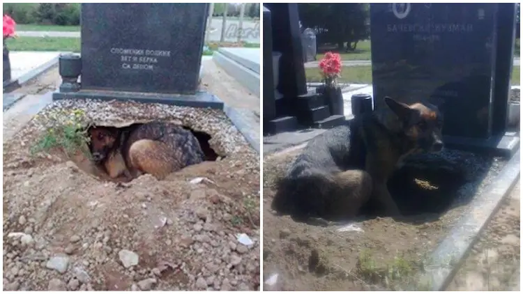Dog Digging Large Hole Beneath Grave with The Reason Behind, Making The Internet Stunned