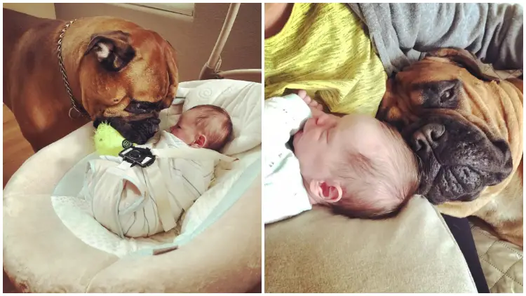 Dog Often Brings His Favorite Toy As an Offering When He Hears His Baby Brother Crying