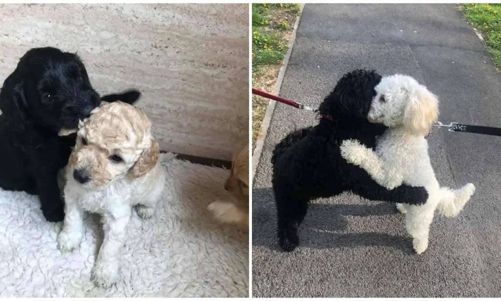 Dog Siblings Separated As Puppies Meet on Street and Recognize Each Other Right Away