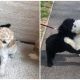 Dog Siblings Separated As Puppies Meet on Street and Recognize Each Other Right Away