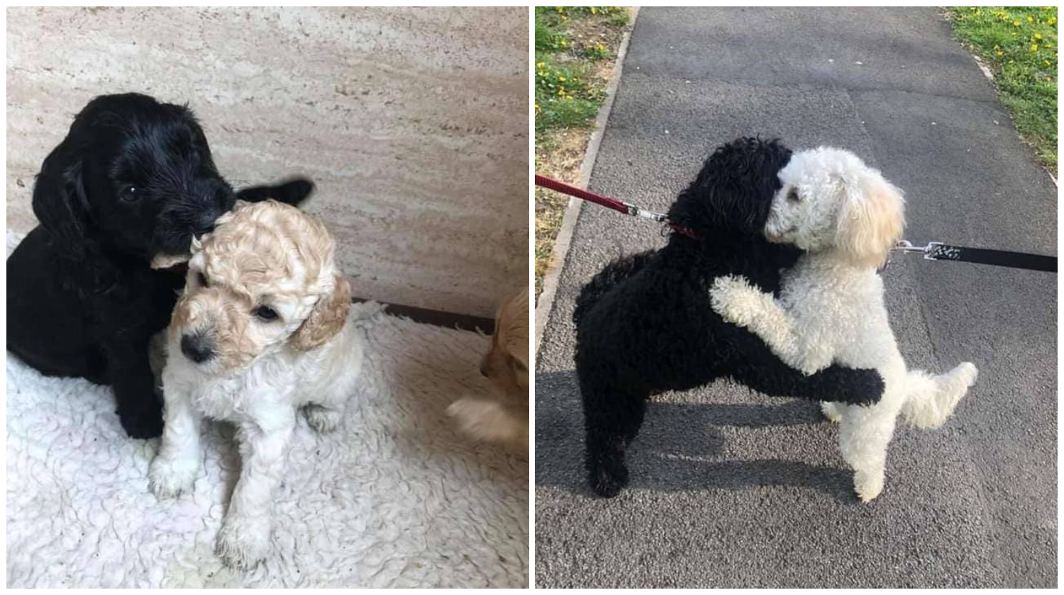 Dog Siblings Separated As Puppies Meet on Street and Recognize Each Other Right Away