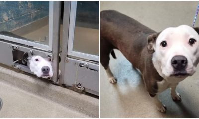 Dog Sticks Her Face Out Of The Shelter Kennel to Observe Her Friends Getting Adopted