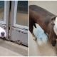 Dog Sticks Her Face Out Of The Shelter Kennel to Observe Her Friends Getting Adopted