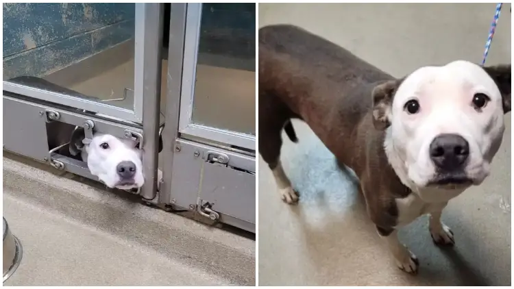 Dog Sticks Her Face Out Of The Shelter Kennel to Observe Her Friends Getting Adopted