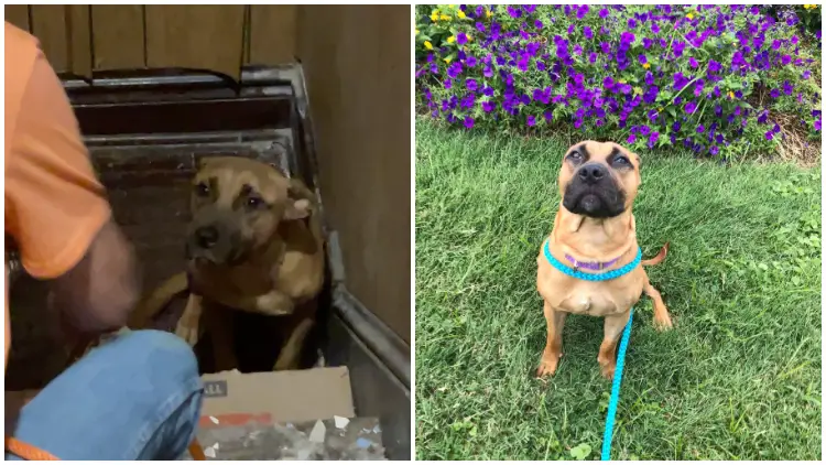 Dog Was Left Alone in Empty House for Weeks, Unaware That He Had Been Abandoned by His Family