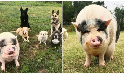 Dogs Rescued Pig and Now It Mistakenly Believes Itself Belongs To The Dog Family