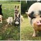 Dogs Rescued Pig and Now It Mistakenly Believes Itself Belongs To The Dog Family