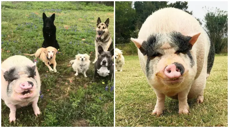 Dogs Rescued Pig and Now It Mistakenly Believes Itself Belongs To The Dog Family