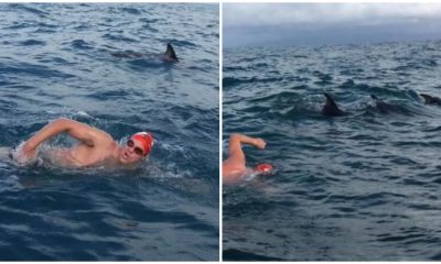 Dolphins Form Protective Circle Around Swimmer to Save Him from Shark